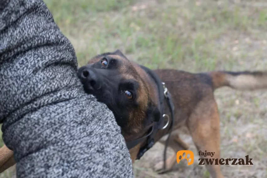 Użyj plecaka lub kurtki, by stworzyć barierę z psem Atakujący pies gryzie rękę