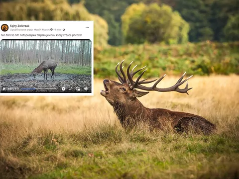 Jeleń zrzucający poroże na filmie