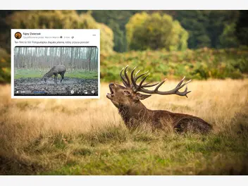 Ilustracja artykułu ten filmik to hit! fotopułapka zarejestrowała, jak jeleń zrzuca poroże!