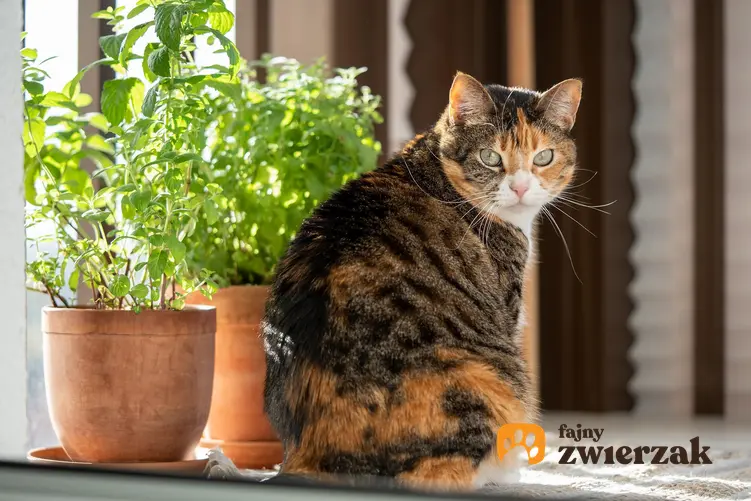 Kot siedzący obok doniczek z roślinami