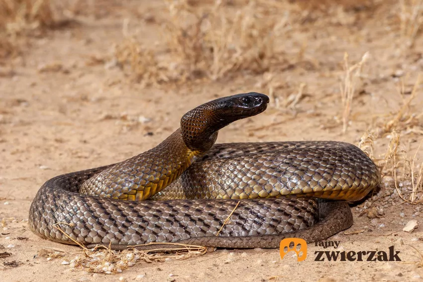 Tajpan pustynny w naturalnym środowisku