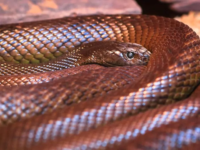 Najbardziej jadowity wąż na świecie