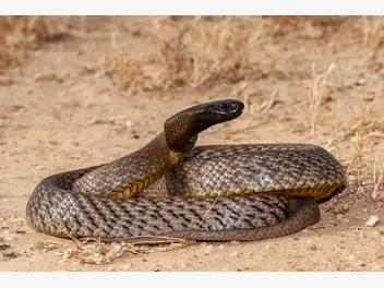 Ilustracja artykułu najbardziej jadowity wąż na świecie. cena spotkania z nim może być wysoka
