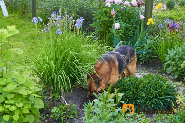 Pies kopiący dziurę w ogrodzie