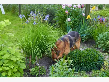 Ilustracja artykułu pies kopie dziury w ogrodzie? jest prosty sposób, aby go tego oduczyć