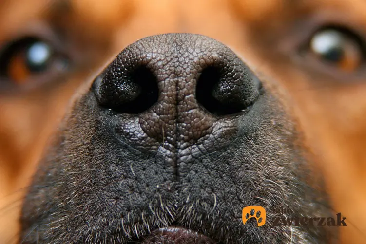Nos psa widziany z bliska