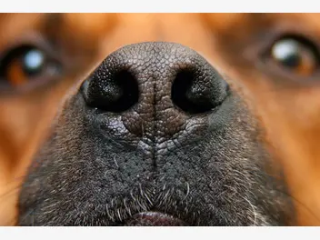 Ilustracja artykułu ile razy węch psa jest silniejszy od węchu człowieka? wszystko o psim nosie