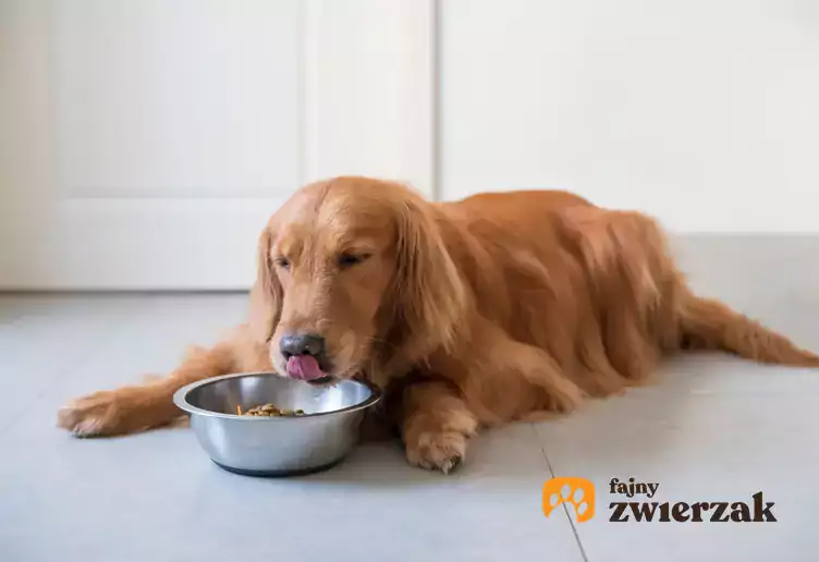 Pies jedzący suchą karmę