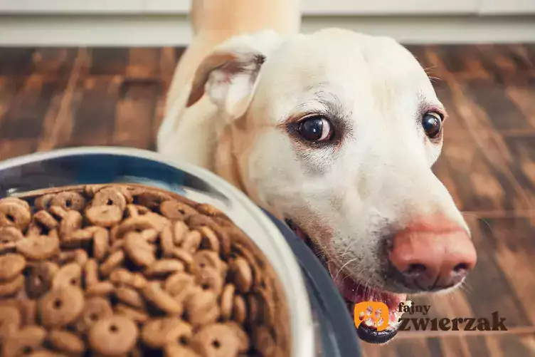 Pies wpatrujący się w jedzenie