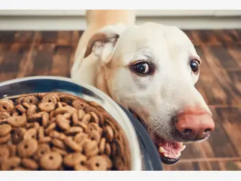 Ilustracja artykułu czy pies odbiera tak samo smak jak człowiek?