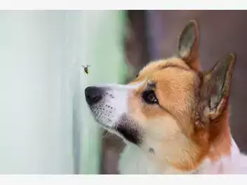 Ilustracja artykułu co zrobić, gdy psa ukąsi osa lub pszczoła? to musi wiedzieć każdy opiekun!