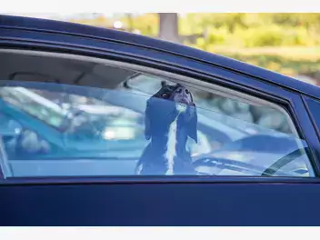 Ilustracja artykułu pies w nagrzanym samochodzie. czy można wybić szybę?