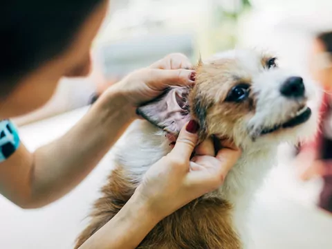 Pies trzepie głową? Sprawdź dlaczego
