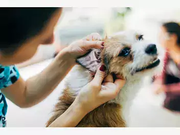 Ilustracja artykułu dlaczego pies trzepie głową? nie ignoruj tego objawu!