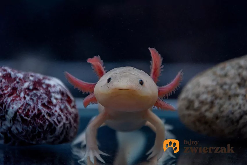Nowotwórzenie łusek aksolotla.