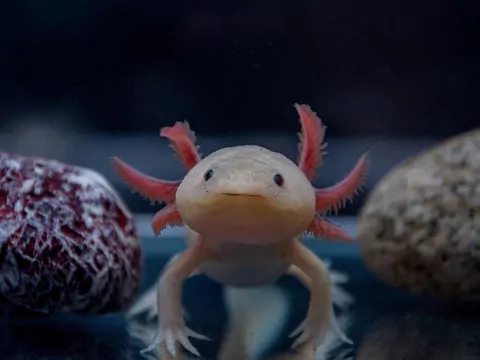 5 dziwnych zwierząt, o których nie wiedziałeś