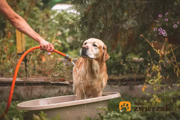 Własciciel polewający psa labradora woda z węza ogrodowego