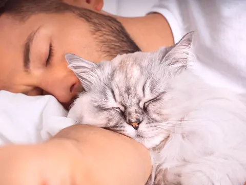 Kot śpi z Tobą w łóżku