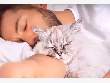 Ilustracja artykułu twój kot śpi z tobą w łóżku? zobacz, dlaczego tak robi