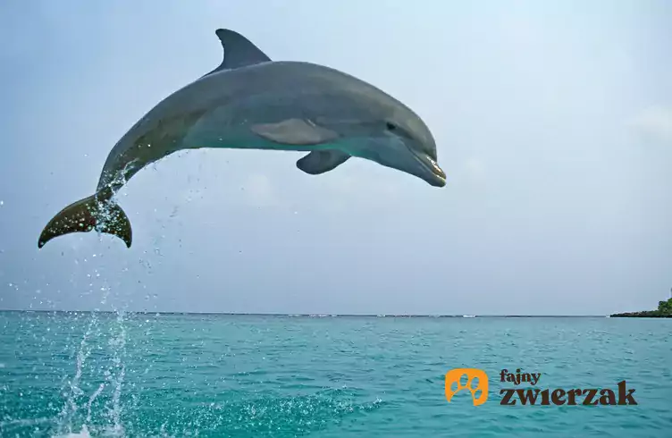 Delfin skaczący ponad wodę