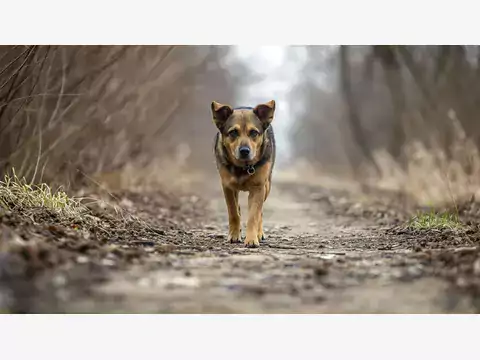 Piesek poprowadził policjantów do swojego właściciela