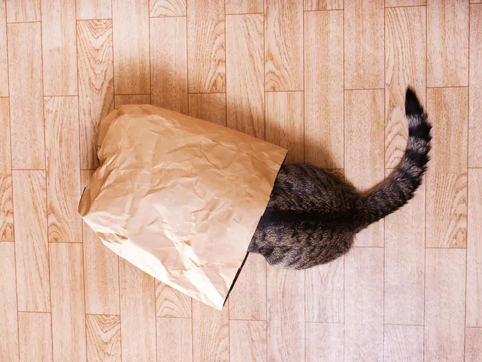 Do czego kotu służy ogon?