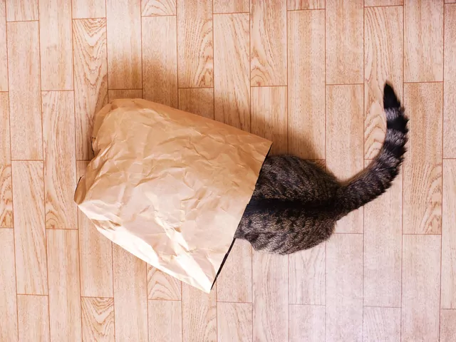 Do czego kotu służy ogon?