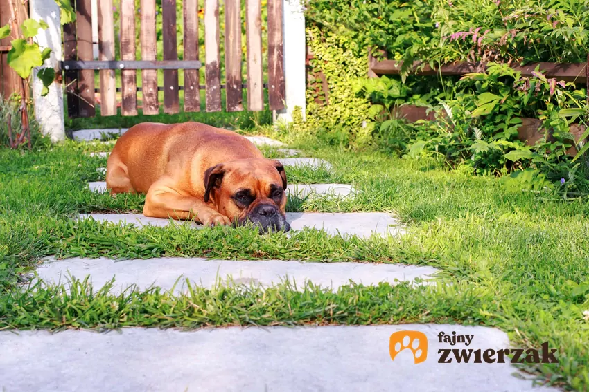 Nawet największy ogród nie zastąpi codziennych spacerów – pies potrzebuje nowych bodźców Bokser leżący w ogrodzie
