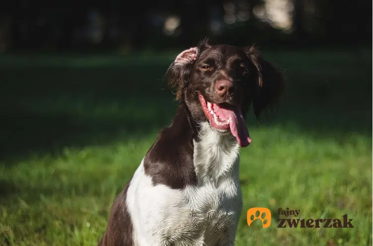 Pies z wywiniętym uchem, a także śmieszne psy i najśmieszniejsze filmiki z psami