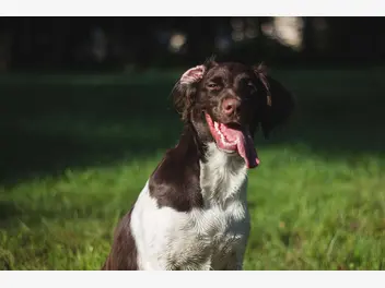 Ilustracja artykułu urocze filmiki z psami na poprawę nastroju. będziesz śmiać się w głos