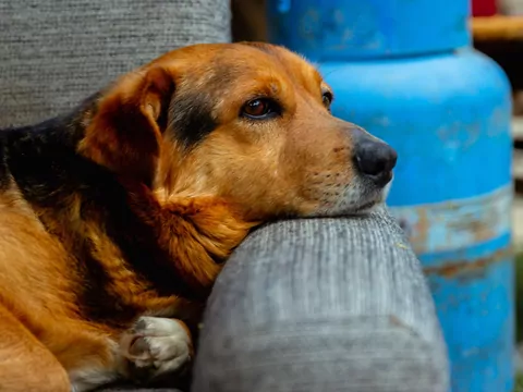 Znęcanie się nad psem