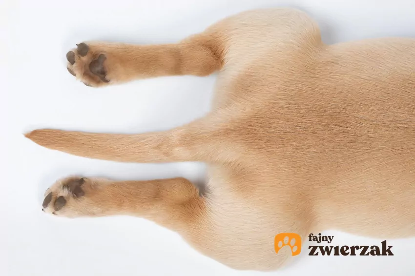 Psie emocje pozwala odczytać m.in. ich postawa ciała i ruchy ogona Widok psiiego ogona i łap