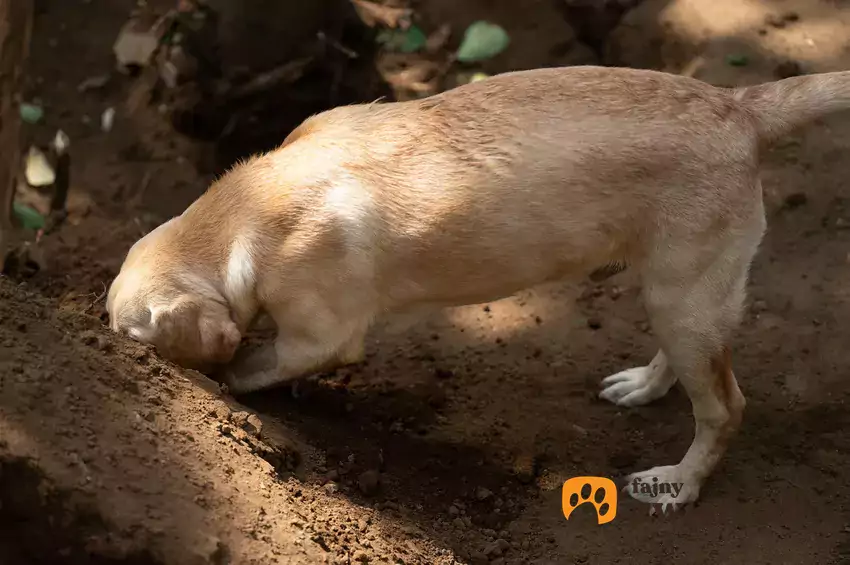 Labrador kopie dziurę w ogródku