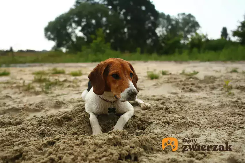 Pies kopie doły w ziemi