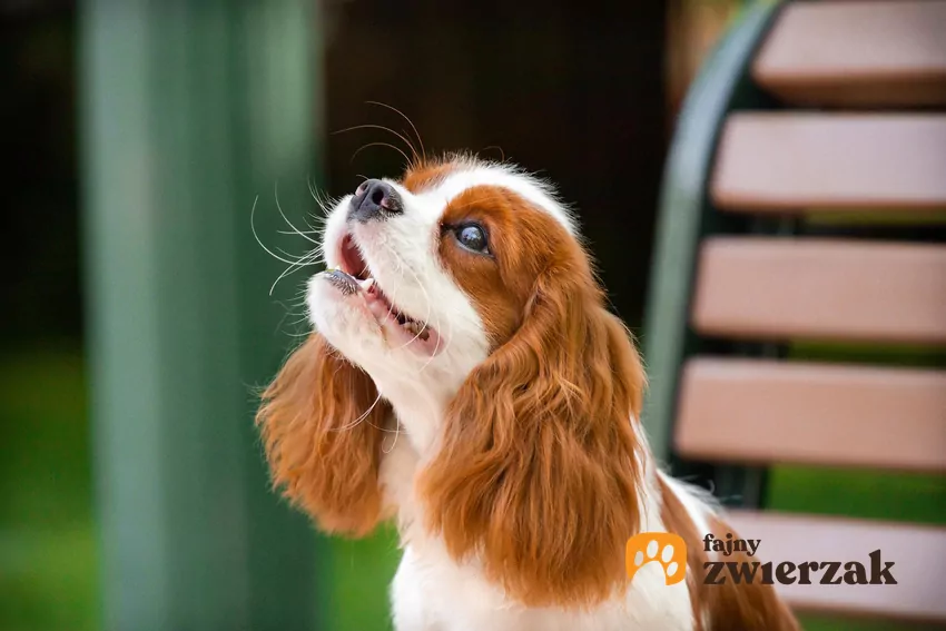 Cavalier King Charles Spaniel