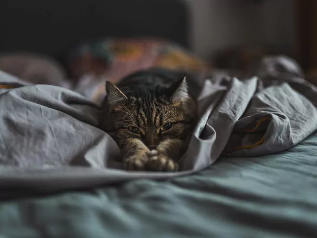 Dlaczego koty są nadaktywne w nocy?