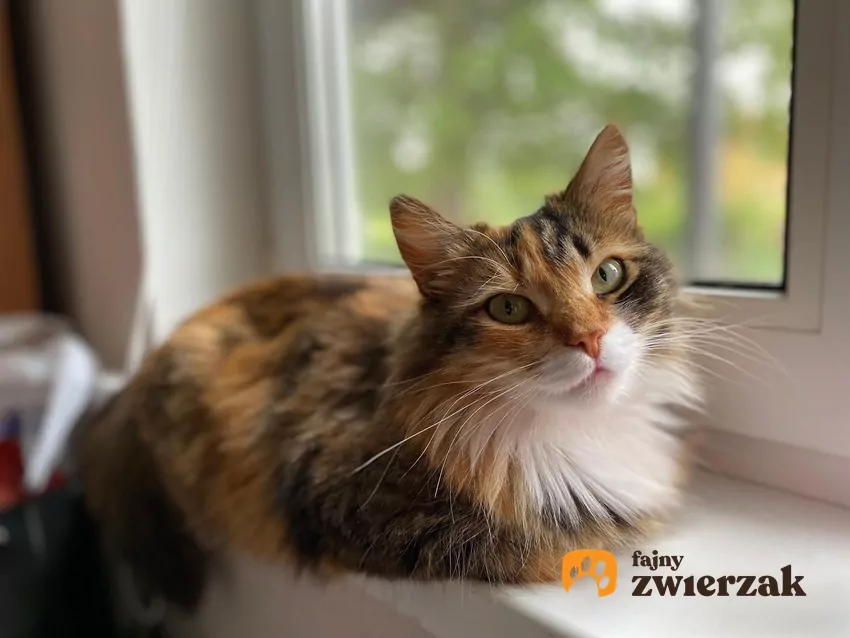 Na szerokim parapecie kot może wygodnie siedzieć i obserwować otoczenie Kot na parapecie