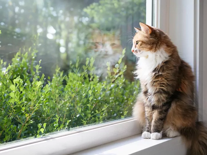 Warunki dla kota niewychodzącego