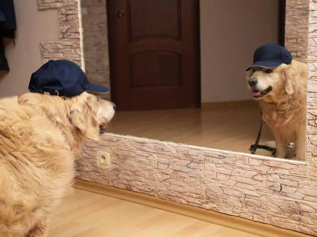 Czy pies widzi swoje odbicie w lustrze?