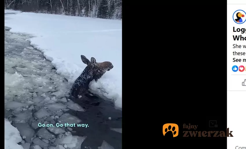 Łoś w zamarzniętym zbiorniku wodnym.