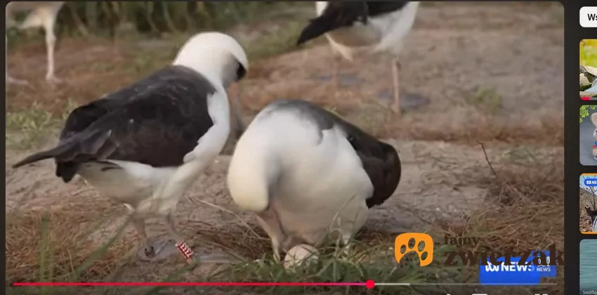 Albatrosy patrzą na jajko.