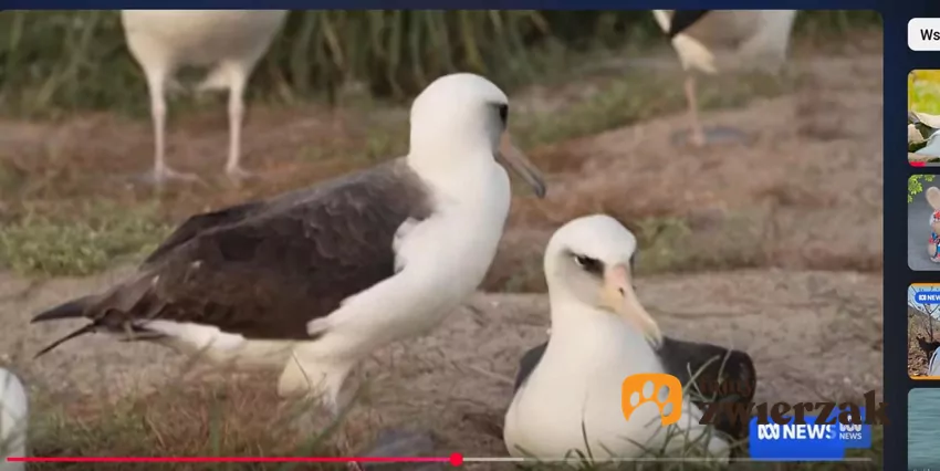 Dwa albatrosy, jeden siedzi w gnieździe.