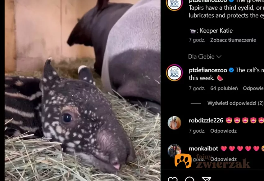 Cielak tapira leży obok mamy