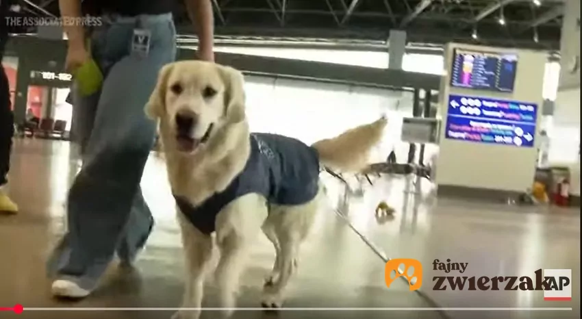 Golden retriever pracuje na lotnisku