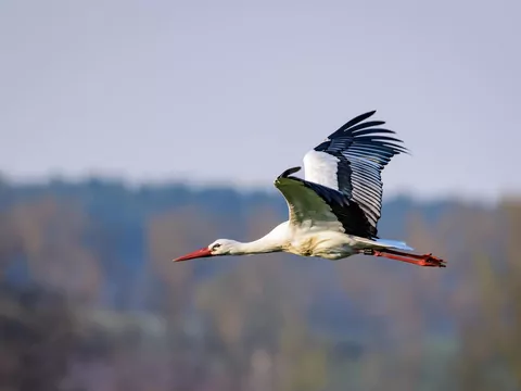 Bociany wracają do Polski na wiosnę