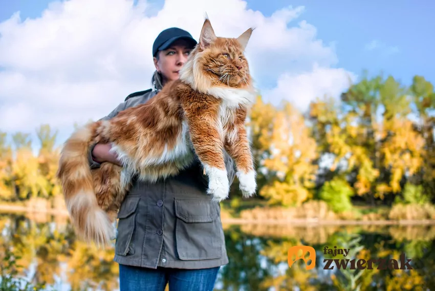 Kot maine coon