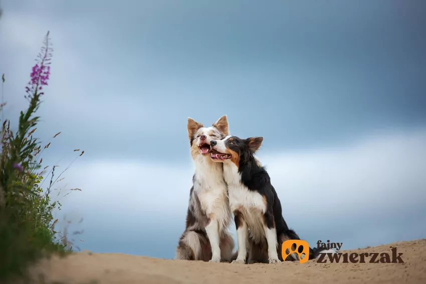 Dwa border collie na plaży