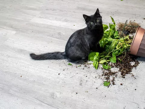 Miniogródek dla kota