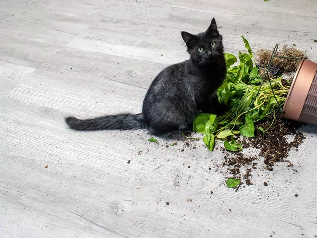 Miniogródek dla kota