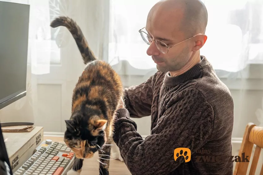 Mężczyzna i kot chodzący po biurku